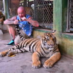 2545545096 - Tiger Kingdom (Phuket , Thailand)