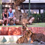 2294242235 - Tiger Kingdom (Phuket , Thailand)