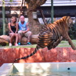 4006470694 - Tiger Kingdom (Phuket , Thailand)