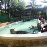 538214569 - Tiger Kingdom (Phuket , Thailand)