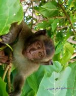 2749295875 - Phi Phi Islands (Krabi , Thailand )