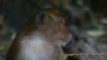 1852866489 - Phi Phi Islands (Krabi , Thailand )