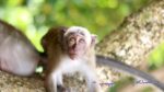 2495330693 - Phi Phi Islands (Krabi , Thailand )