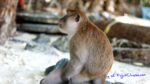 3985412047 - Phi Phi Islands (Krabi , Thailand )