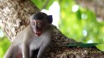 3565167541 - Phi Phi Islands (Krabi , Thailand )